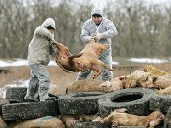 網傳“今珠多糖可防治非洲豬瘟”是真是假？